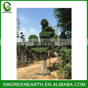Ficus Microcarpa Bonsai 3.5m (1) thumbnail-1