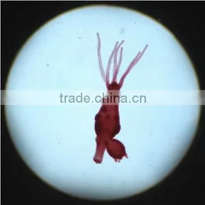 Zoology Slides Set ,animal Slides Set thumbnail-2