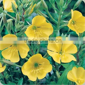 Touch Health Supply Evening Primrose Oil in Bulk thumbnail-1