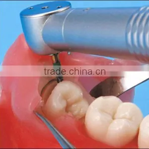 Oral Surgery Jaw Model thumbnail-2