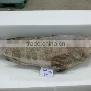 Grouper Whole Round thumbnail-4