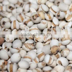 Coixseeds thumbnail-1