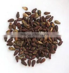 SHIVLINGI SEED/ SHIVLINGI BEEJ thumbnail-2