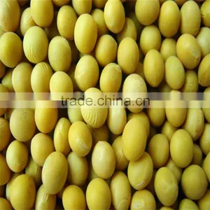 Soybean thumbnail-1