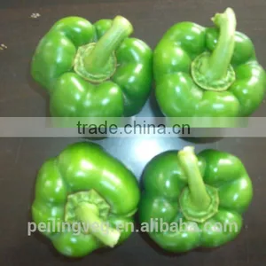 Green Fresh Bell Pepper From China Farmland thumbnail-3