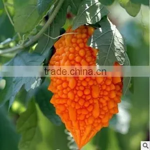 Fruit Type Bitter Melon Seeds Bitter Gourd Seeds for Growing thumbnail-1
