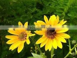 Top High Quality 95% Organic Natural Inulin/synanthrin From Jerusalem Artichoke Dietary Fiber Inulin Powder thumbnail-1