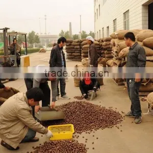 2015 New Bulk Dried Chestnuts for Sale thumbnail-4