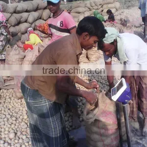 Fresh Potato From Bangladesh thumbnail-5