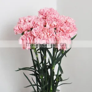 Wholesale Fresh Flowers Pink Carnation From China Flower Base thumbnail-3