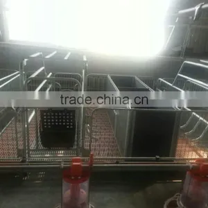^poultry Equipment Double Pig Farrowing Bed for Poultry Field Poultry House thumbnail-1