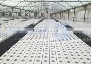 Agricultural NFT Cultivation Channel Used Greenhouse thumbnail-1