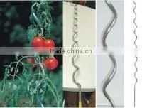 Tomato Spirals Wire (ISO 9001:2008 and Factory and Exporter ) thumbnail-1