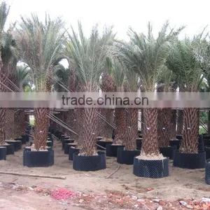 Fast Growth Container/Tree Container/Plastic Container thumbnail-4