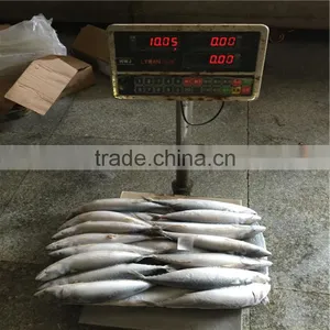 Frozen Mackerel(saba) Landfrozen Saba Fish 200-300G Wholesale thumbnail-1