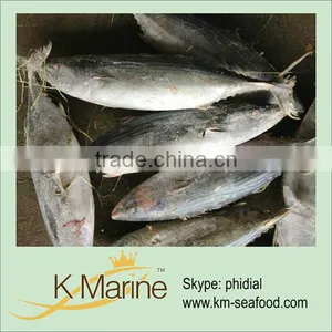 Fresh Sarda For Tuna Loin thumbnail-1