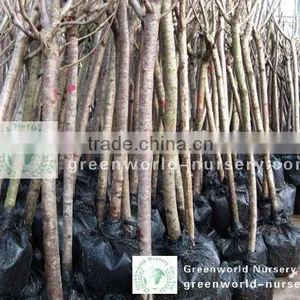 Prunus Serrulata Trees thumbnail-1