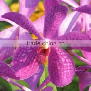 Fresh Cut Orchids, Mokara Orchids, Fresh Cut Stem thumbnail-1
