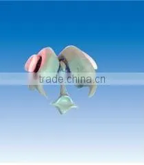 Brain Model ,Ventricle Basal Nucleus thumbnail-1