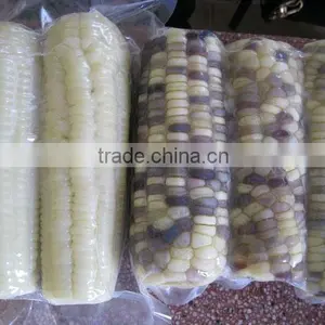 USA Fresh Yellow Sweet Corn Vietnam With Best Price thumbnail-2