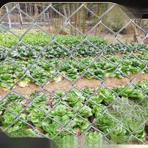 Chain Link Fence With Anti-Climb Design for Security Applications thumbnail-3