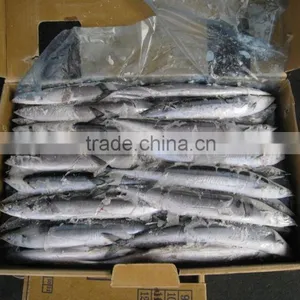 Frozen Saury thumbnail-2
