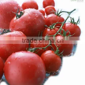 Tomato Paste 36-38% Cold Break thumbnail-1
