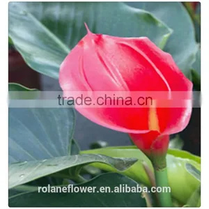 Real Natural Fresh Red Wine Color Calla Lily Flowers in Kunming thumbnail-2