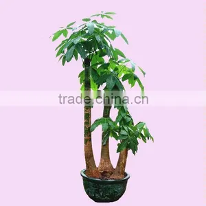 Beautiful Plants and Flowers Money Tree Lucky House Plants Gift for Friends thumbnail-5