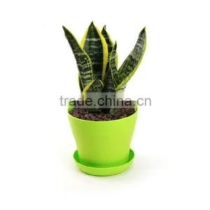 Air Refresh Plant thumbnail-2