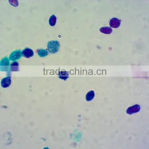 Medical Science Subject and Biological Tissue Cells Slides / Prepared Microscope Slide / Microbiology Prepared Slides thumbnail-2