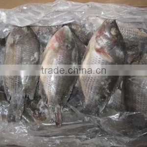 Wholesale Food Price Frozen Tilapia Whole Tilapia Fish thumbnail-1