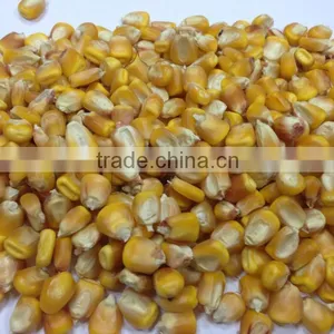 UKRAINIAN CORN thumbnail-5