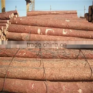 White Birch Korean Pine Larch thumbnail-5