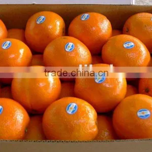 Best Price Navel Orange. thumbnail-1