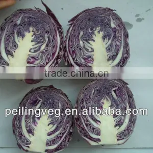Shandong Fresh Round Purple Cabbage 2013 thumbnail-1