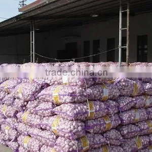FRESH WHITE GARLIC MANUFACTURER thumbnail-1
