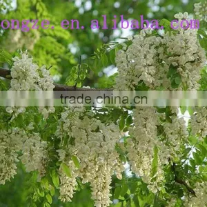 ISO Certified Sophora Flower Bud Extract Powder/Robinia Pseudoacacia L.extract Powder for Preventing Blood Capillary thumbnail-1