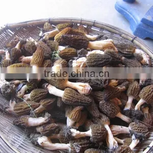 Cultivated Morel Mushroom/dried Morel/black Morchella Conica thumbnail-2
