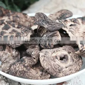 Dried Sarcodon Imbricatus Mushroom thumbnail-5