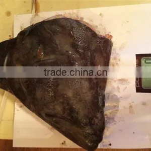 Greenland Halibut Fish Head thumbnail-5