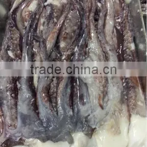 Frozen Bait of Giant Squid Tentacle thumbnail-2