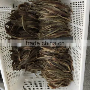 2016 New Season Delicious Salted Anchovy Fillet thumbnail-2