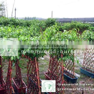 Ficus Benjamina Cage Shape thumbnail-1