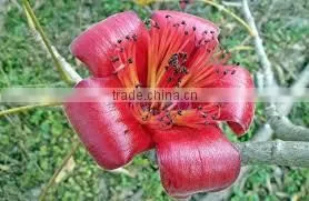 Bombax Malabaricum thumbnail-2
