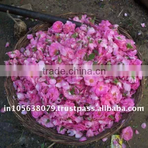 Rose Absolute Oil thumbnail-1