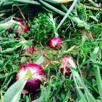 Fresh Onions Red Onions thumbnail-2