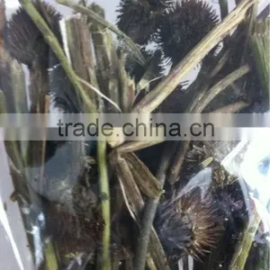2016 Echinacea Root thumbnail-1