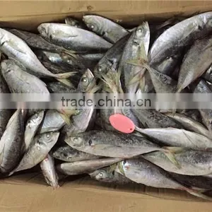 20 cm 25 cm Frozen Freeze Horse Mackerel thumbnail-3