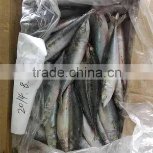 Factory Supply Mackerel Fish Pacific Mackerel Scientific Name Scomber Japonicus thumbnail-3